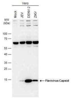 Flavivirus Capsid Protein Antibody, Novus Biologicals 100 μg; Unconjugated:Antibodies, | Fisher ...