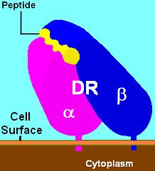 HLA-DR - wikidoc