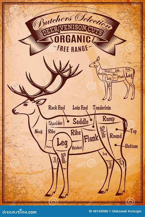 Cuts Of Venison Diagram - Wiring Diagram Pictures