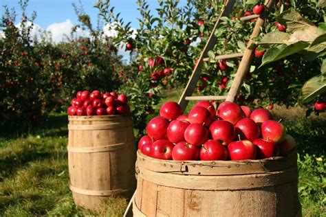 Smart Ways To Preserve And Enjoy Your Apple Harvest