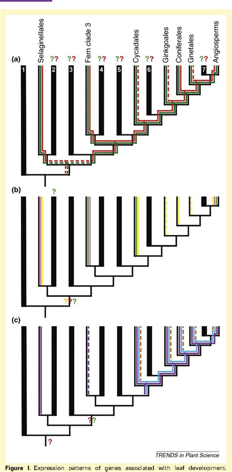 Figure 1 from Megaphylls, microphylls and the evolution of leaf development. | Semantic Scholar