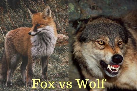 Wolf vs Fox: Who Would Win in a Fight? | Earth Eclipse