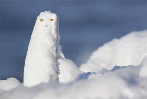 Snowy Owl Hallucinations… « Arthur Morris/BIRDS AS ART