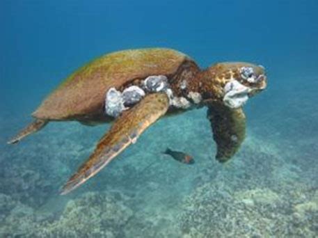 Oceanic turtles face cancer risk due to water pollution, says study