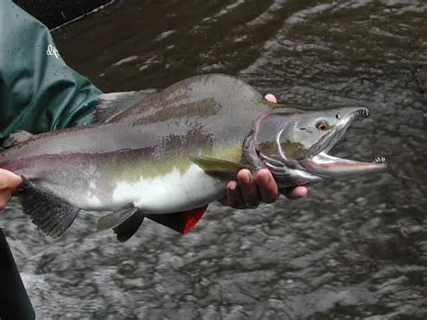 Pink Salmon Facts and Life Cycle – Troutster.com – Fly Fishing Tips and ...