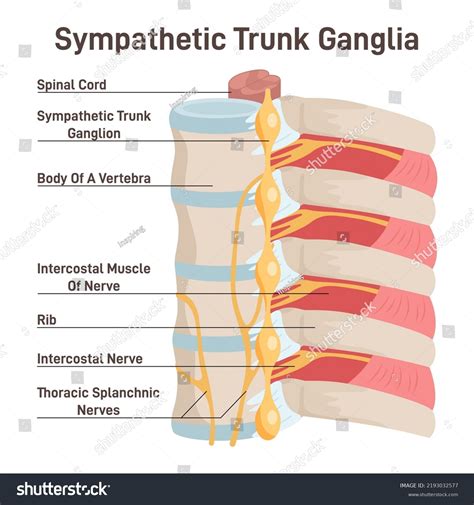 2 Paravertebral Ganglia Images, Stock Photos, 3D objects, & Vectors | Shutterstock