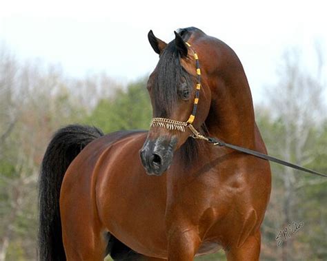 Bay Arabian horse | Arabians | Pinterest