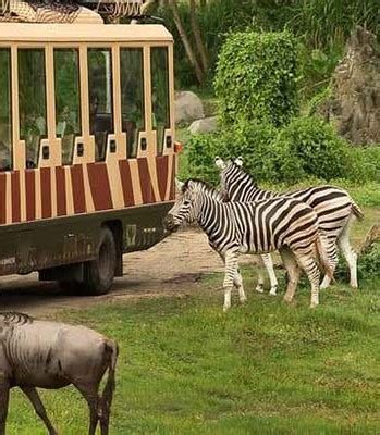 Dubai Safari Park - Tickets and Offers