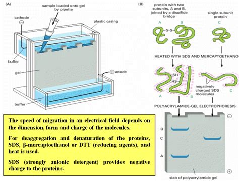 Biology Olympiads: SDS PAGE tutorial | Biochemistry, Biology major ...