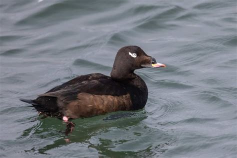 20 Species of Ducks in Alaska: The Land of Waterfowl