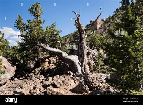 South Park National Heritage Area with Ancient Limber Pine and Bristle Cone Pine Trees. Located ...