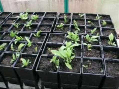 Comfrey Propagation - YouTube