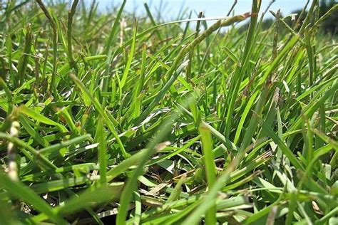 How To Plant Centipede Grass Seed | Centipede grass, Grass seed, Grass care