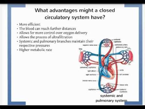 Advantages Of Open Circulatory System - barebonestory