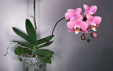 The Beginner's Guide to Keeping Your Phalaenopsis Orchid Alive and Blooming