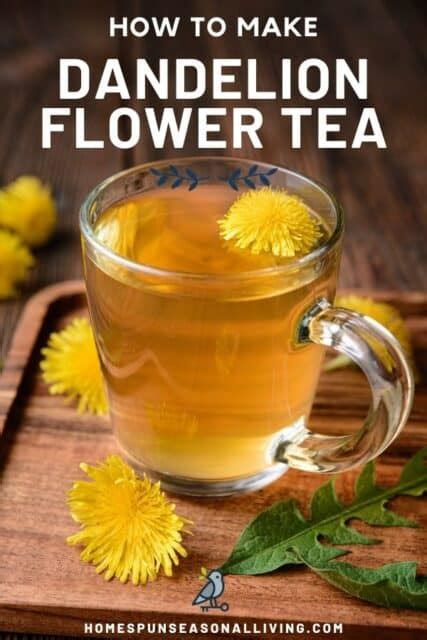 Dandelion Tea Recipe - Homespun Seasonal Living