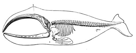 Triumphs of the endangered Bowhead Whale | FrontierScientists