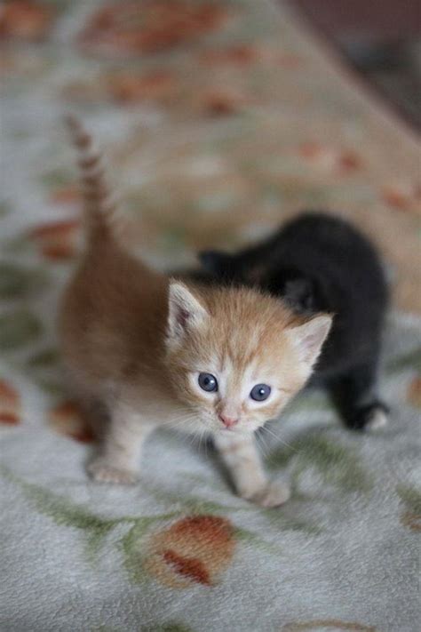 Newborn Kittens Wallpapers - Wallpaper Cave