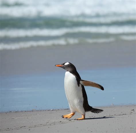 File:Gentoo Penguin walking along the beach (5561844297).jpg