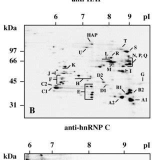 Protein composition of HAP-containing complexes. Nucleoplasm was... | Download Scientific Diagram