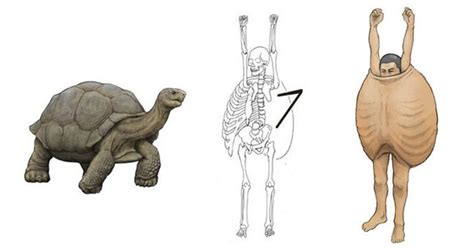 Illustrator Shows How Humans Would Look If We Had Various Animals' Bone ...