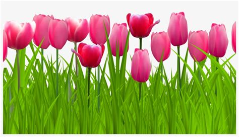 Tulip Clipart Border - Png Pink Tulip PNG Image | Transparent PNG Free Download on SeekPNG