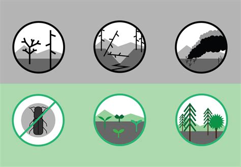 Effects of Wildfires on the Environment | WFCA