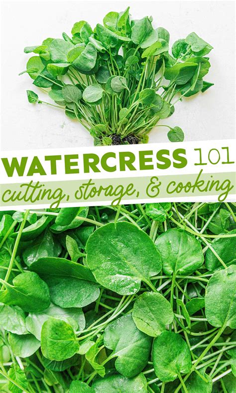 Watercress 101: What Is Cress? (+ Varieties!) | Live Eat Learn