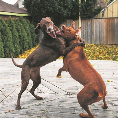 Hidden scourge of dog fights | Witness