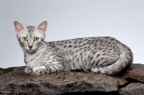 10 Cats That Look Like Tigers | Reader's Digest