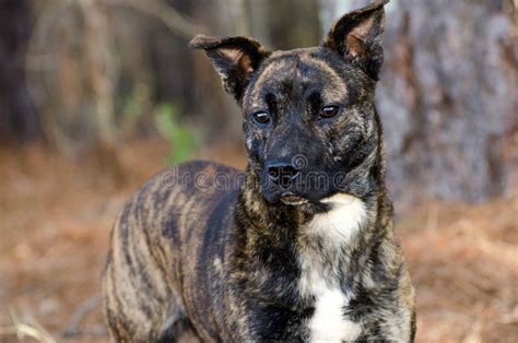 Brindle Pitbull Terrier Dutch Shepherd Mixed Breed Dog Stock Image ...