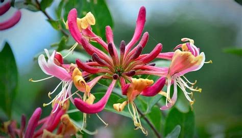 Pruning Honeysuckle Lonicera - How & When To Prune - GardenSeeker.com