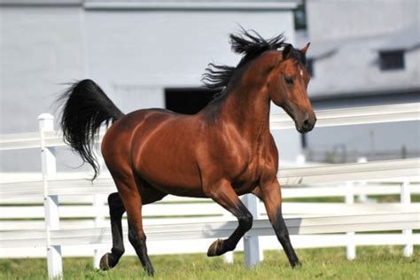 A Look at Some of the Most Common Red Horse Breeds - Helpful Horse Hints