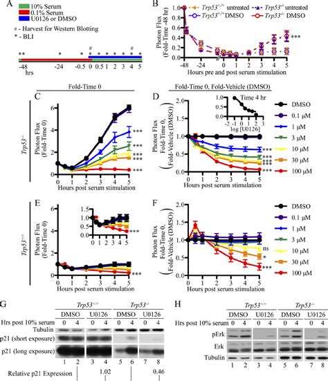 Regulation of p21 expression during cell cycle reentry from quiescence ...