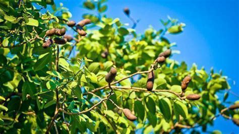 Planta Jatobá como uso medicinal - Vale Verdejante