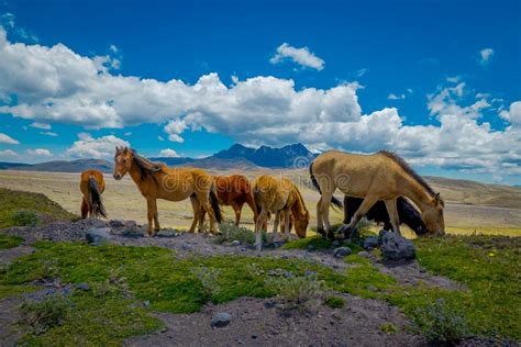 Wild Horses in the Cotopaxi National Park, in Ecuador Stock Image - Image of cotopaxi, brown ...