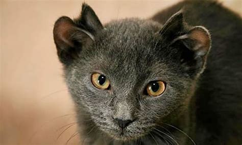 Meet The Cat With Four Ears That Was Rescued From A Cat Shelter