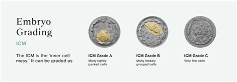 Embryo Grading Explained