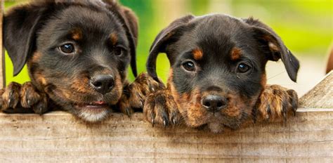 What is the Best Dog Food for Rottweilers? | Daily Dog Stuff