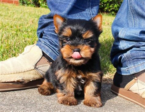 CHARMING AKC YORKIE PUPPIES FOR SALE.......678-881-4735