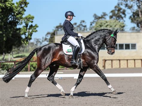 Dressage Levels and required Movements | Ranvet