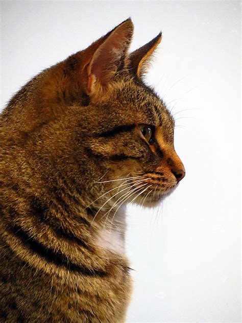 cat profile - Google Search | Cat profile, Cats, Cat photo