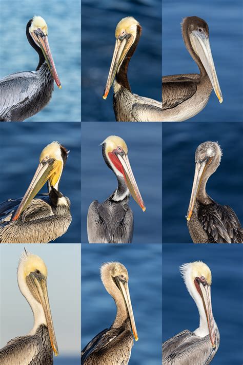 Interesting Variations in California Brown Pelican Plumage, Pelecanus occidentalis, Winter 2022/ ...