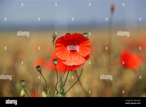 Flanders poppy Fields Stock Photo - Alamy