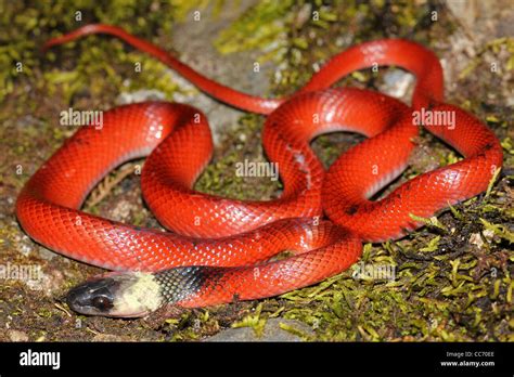 A bright RED juvenile Clelia Snake (Clelia clelia) in the Peruvian ...