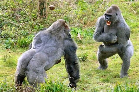 Gorillas Fighting Each Other