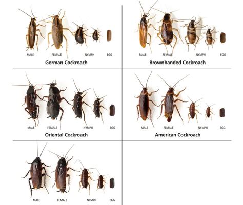 Cockroach Life Cycle, Life Span & More Info about UK Roaches