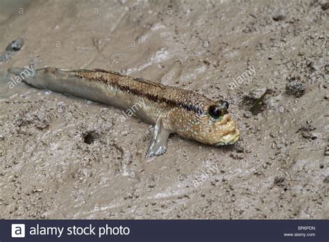 Mudskipper, Periophthalmodon schlosseri gigante. Anfibio de peces que ...