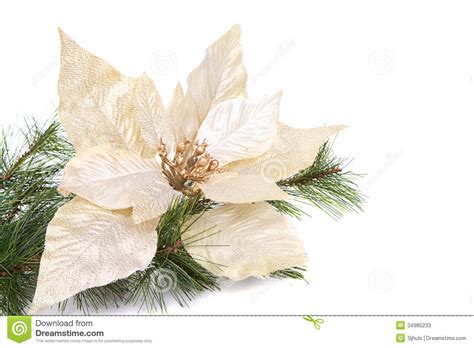 A White Christmas Poinsettia Stock Photos - Image: 34985233