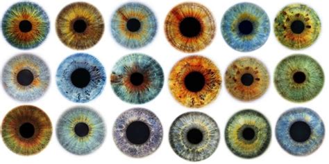 Image result for eye | Rare eye colors, Rare eyes, Eye color chart